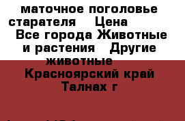маточное поголовье старателя  › Цена ­ 2 300 - Все города Животные и растения » Другие животные   . Красноярский край,Талнах г.